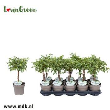 image FICUS NINA TRESSE