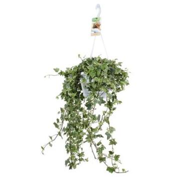 image HEDERA EVA