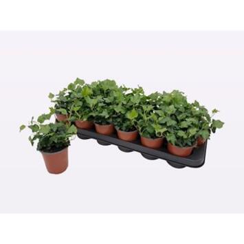 image HEDERA WONDER