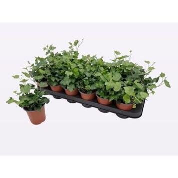 image HEDERA WONDER
