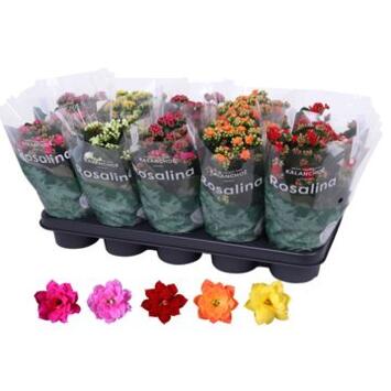 image KALANCHOE FL DBLE VARIE