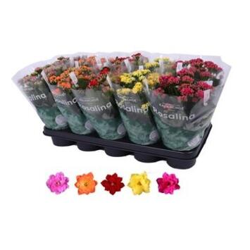 image KALANCHOE FL DBLE VARIE