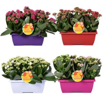 image KALANCHOE FL DBLE VARIE JARD