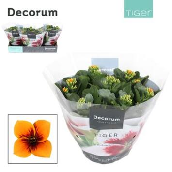 image KALANCHOE TIGER ORANGE COUPE