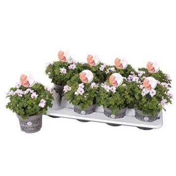 image PELARGONIUM GRANDIFLORUM