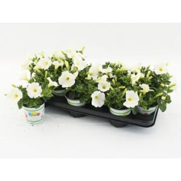 image PETUNIA FAMOUS BLANC