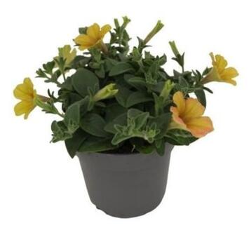 image PETUNIA INDIAN SUMMER JAUNE