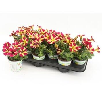 image PETUNIA QUEEN OF HEARTS