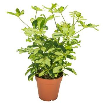 image SCHEFFLERA CHARLOTTE RAMIFIE
