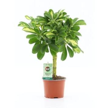 image SCHEFFLERA GOLD CAPELLA TIGE