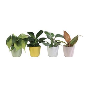 image PHILODENDRON MONSTERA CERAM