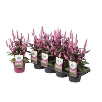 image CELOSIE WILD PINK