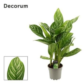image AGLAONEMA