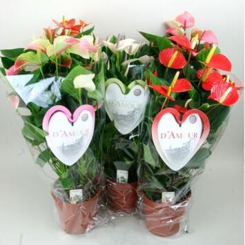 image ANTHURIUM ANDRAEANUM