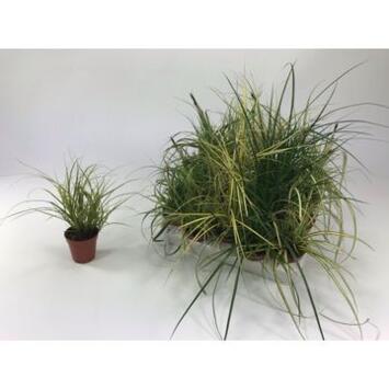 image CAREX VARIES