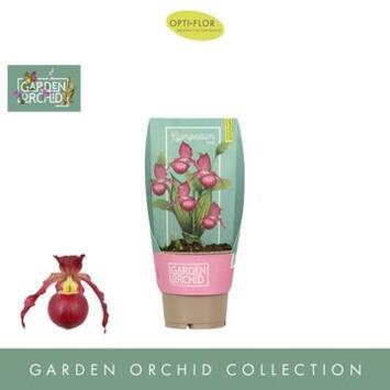 image ORCHIDEE CYPRIPEDIUM 6BR