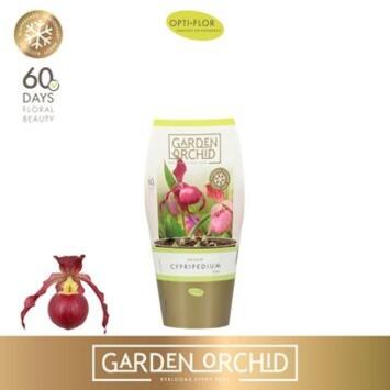 image ORCHIDEE CYPRIPEDIUM 6BR
