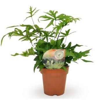 image DORYOPTERIS