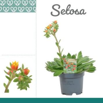 image ECHEVERIA SETOSA