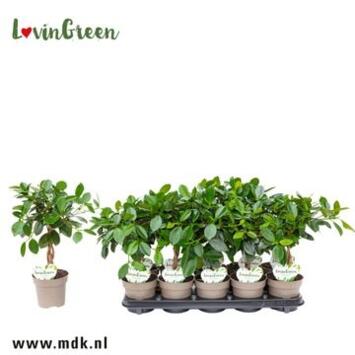 image FICUS GINSENG MAYA TIGE