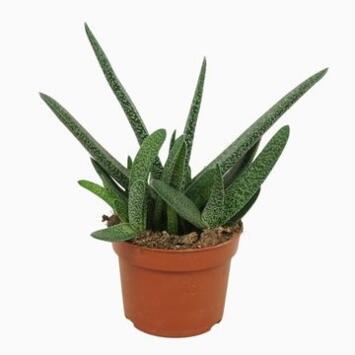 image GASTERIA