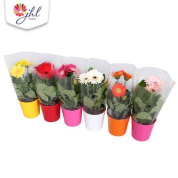 image GERBERA P COLORE