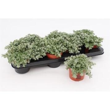 image HELICHRYSUM SILVER MIST