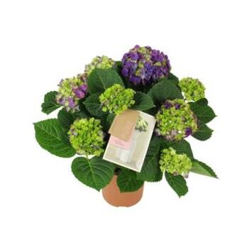 image HORTENSIA 5FL NINGBO