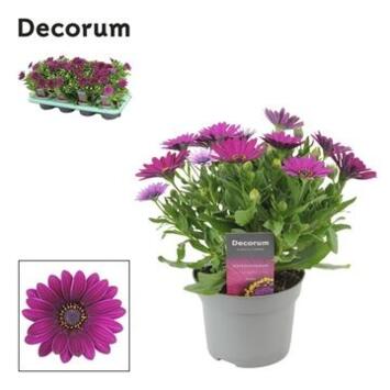 image OSTEOSPERMUM DEED PURPLE