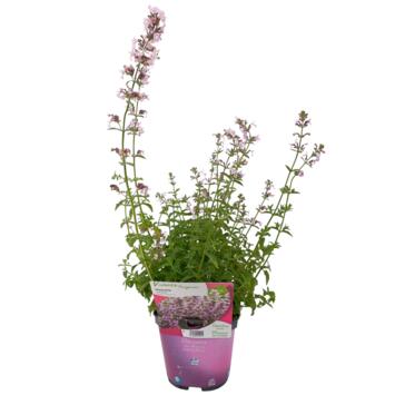 image NEPETA AMELIA