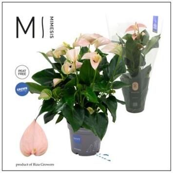 image ANTHURIUM ANDREANUM JOLI ROSE