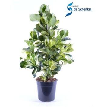 image CLUSIA WHITE STAR