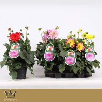 image DAHLIA AZTEC XXL