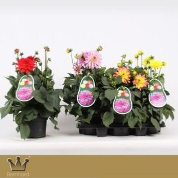 image DAHLIA AZTEC XXL