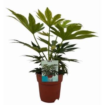 image ARALIA SPIDERWEB