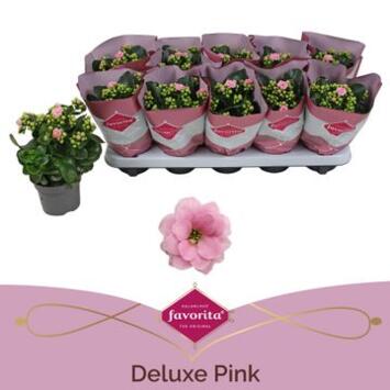 image KALANCHOE FL DBLE ROSE