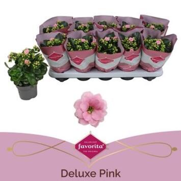 image KALANCHOE FL DBLE ROSE