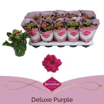 image KALANCHOE FL DBLE PURPLE