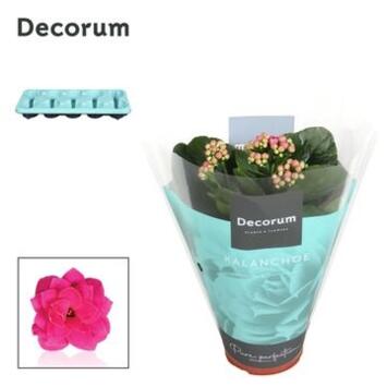 image KALANCHOE FL DBLE PURPLE