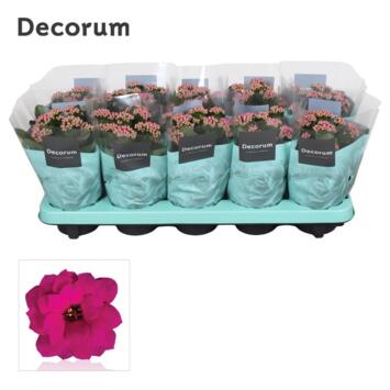image KALANCHOE FL DBLE PURPLE