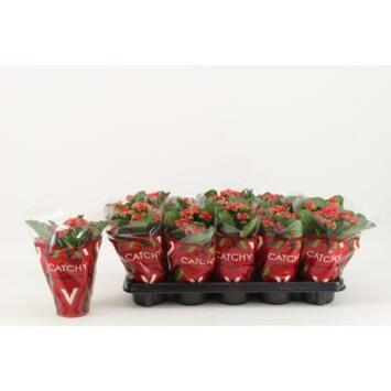 image KALANCHOE FL DBLE ROUGE