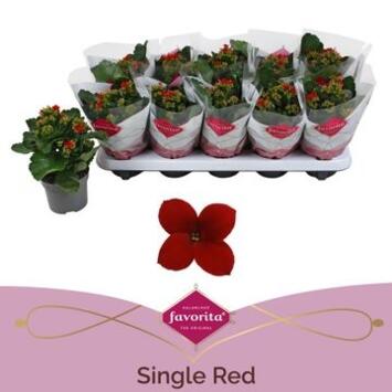 image KALANCHOE ROUGE