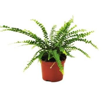 image NEPHROLEPIS DUFFII