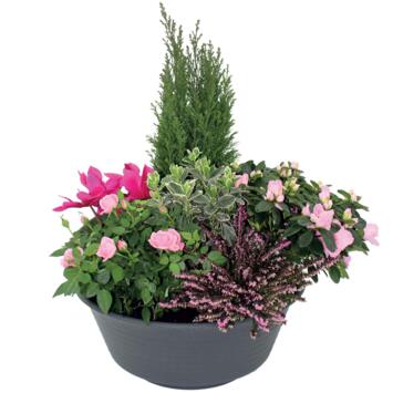 image COUPE EXT LAURA