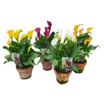 image ARUM VARIES P TERRE