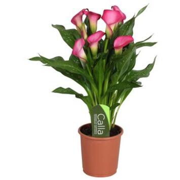 image ARUM ZAZU ROSE