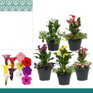 image ARUM X1 PETUNIA VARIE