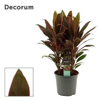 image CORDYLINE RUMBA