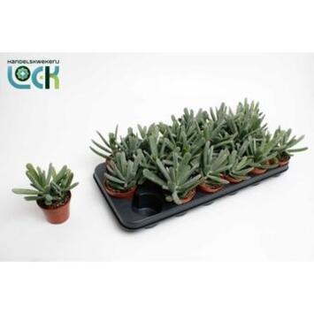 image COTYLEDON OCTOPUS