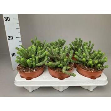 image CRASSULA MARNIERIANA